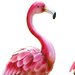 FlamingoLover72