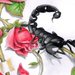WildRose