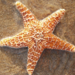 Starfishin_and_dancin