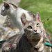 catmomof5 catmomof5