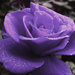 PurpleRoseofSpirit PurpleRoseofSpirit