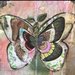Flutterby17 Flutterby17