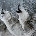 wolvessonata wolvessonata