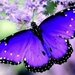 88Butterfly88