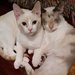 Petsbringjoy