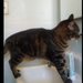 Singlemami