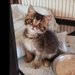 catlover55