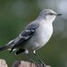 mocking_bird