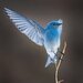 mtnBluebird