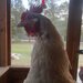 TheChickenChronicles TheChickenChronicles