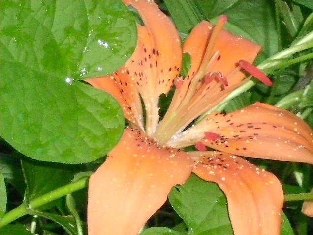 724ea9c01fc6e646bd483571777ae8fe989611dd.png