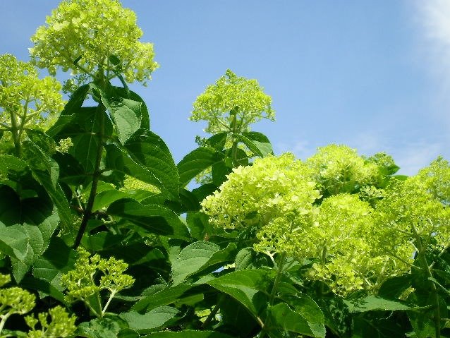 4d1826fdeb03ffbce6d803c5abf72dc2063d2dfc.png