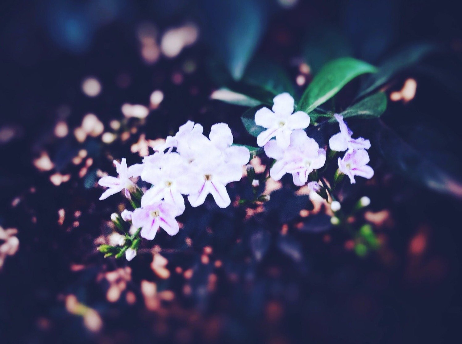 be6c260df817bbdb0f4e449f506c663d1047c113.png