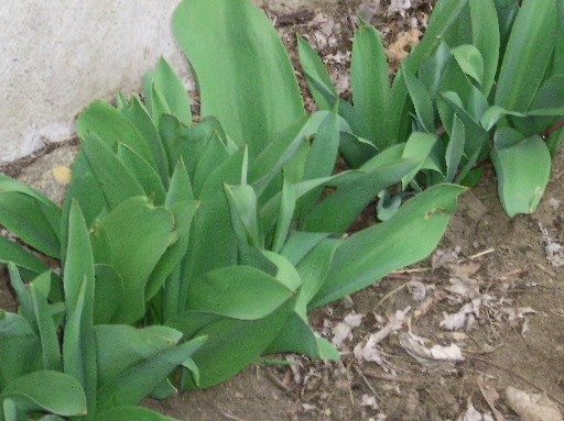 325058992692462d083193bd54b6598b936df434.png