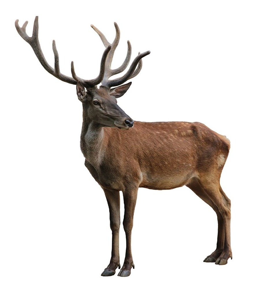 1d9f4c37486501f7d63a525cbe683e0afa6bfabd.png