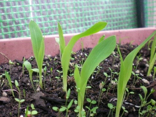 fe366198626482e4e60ce01fa2ea5f1b12b969c3.png