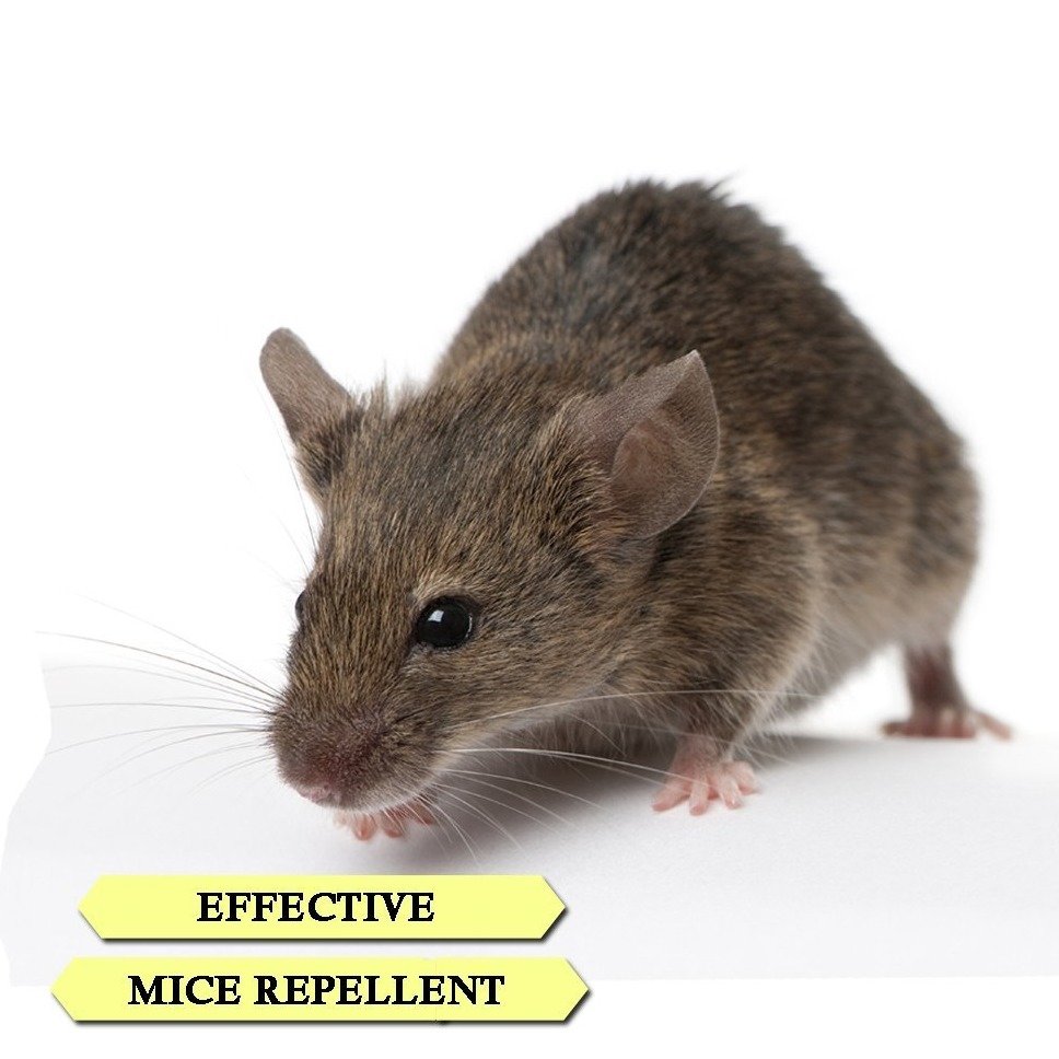 c868805759eedc1be24d20dc17265a861f4afb06.png