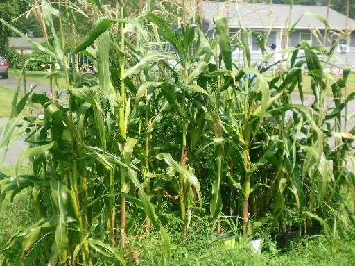 116d6acd0de75ee9633dbf8925b6bf917d752a32.png