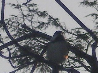 65cbd061d72de83947c6b7d6245c240165efdd4f.png