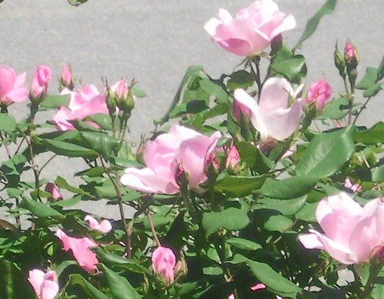 c9d79396ad332e4d1950ae58bf2fab449dde33dc.png