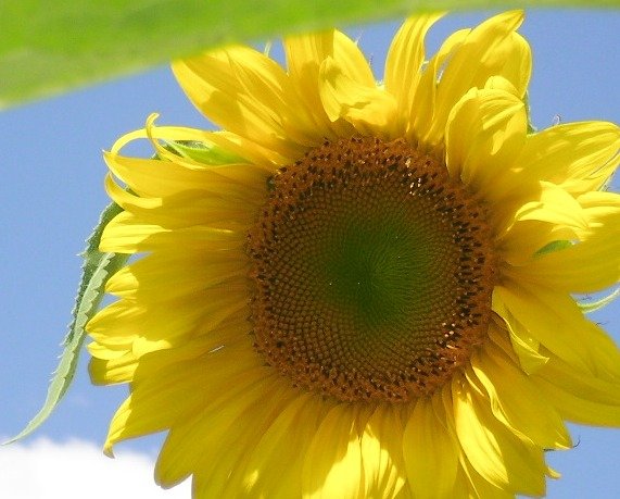 350e974123a79d1ea19298de43f5163193e8f56a.png