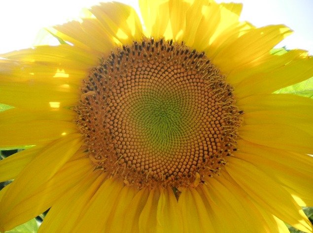 4b3de44e1d2b6bb87de5ebdddf191b98eab474e4.png
