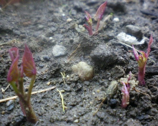 04e879cb03d09869bd9cf623de2a9e414ebdbf83.png
