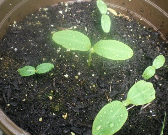 84441f66889c163a6289acd7d924f217dd6329c4.png