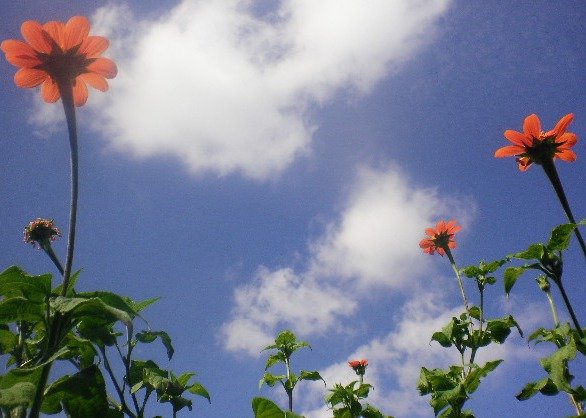 9c50f1615cbb02f8802d2ff54d9f26f06247c76a.png