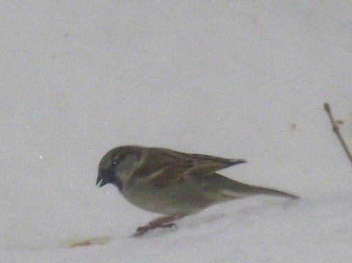 0fad3155b9b6acc51811be156510d67809eecbd2.png