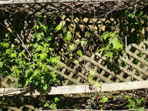 50c1c9244e3ce0dbe86d0e33cbf60b913dd77c86.png