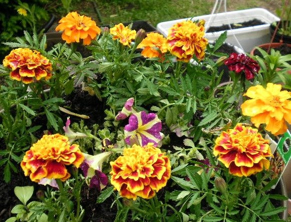 9c4bd1800921f5d68c34d1b200d71ab7ad2608b2.png