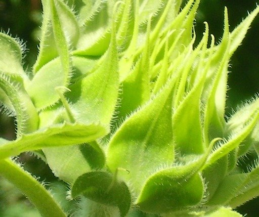 ff1d070cbeadeddc985f37fd3263b5b12a948b26.png