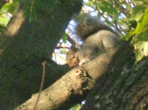 f5a88e96468f38c5ed65be45667e2e794be9a34c.png