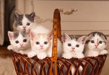 f70605246be7172e12e5fa92505f8b44bd54b7ad.png