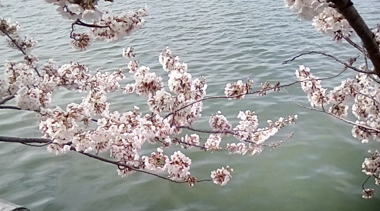 3356dba4c970fd01e8f45e23dd9dd6d3697d3b69.png
