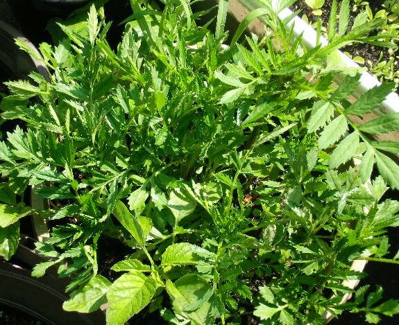 79ce28c33ce725e9202695df619968764b2cd98e.png