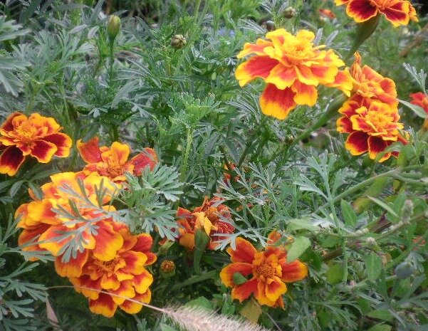 558827f09406d61fcbbf300fd5e3e91478b6065a.png