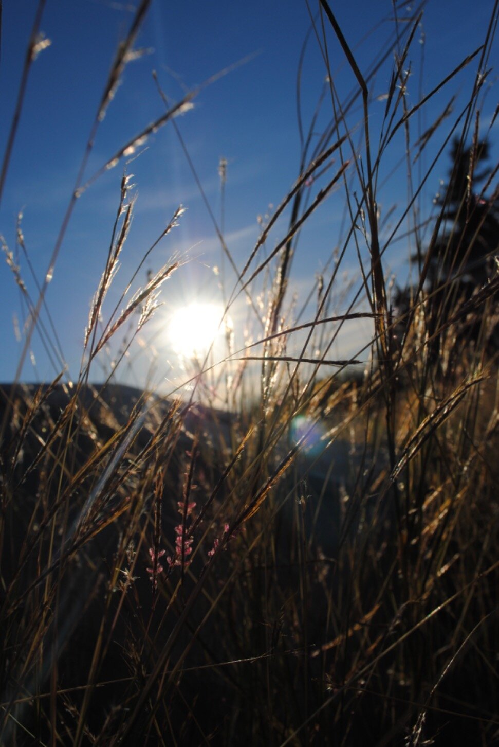 3a49f575640dccb02588bf915b362aea4545138e.png