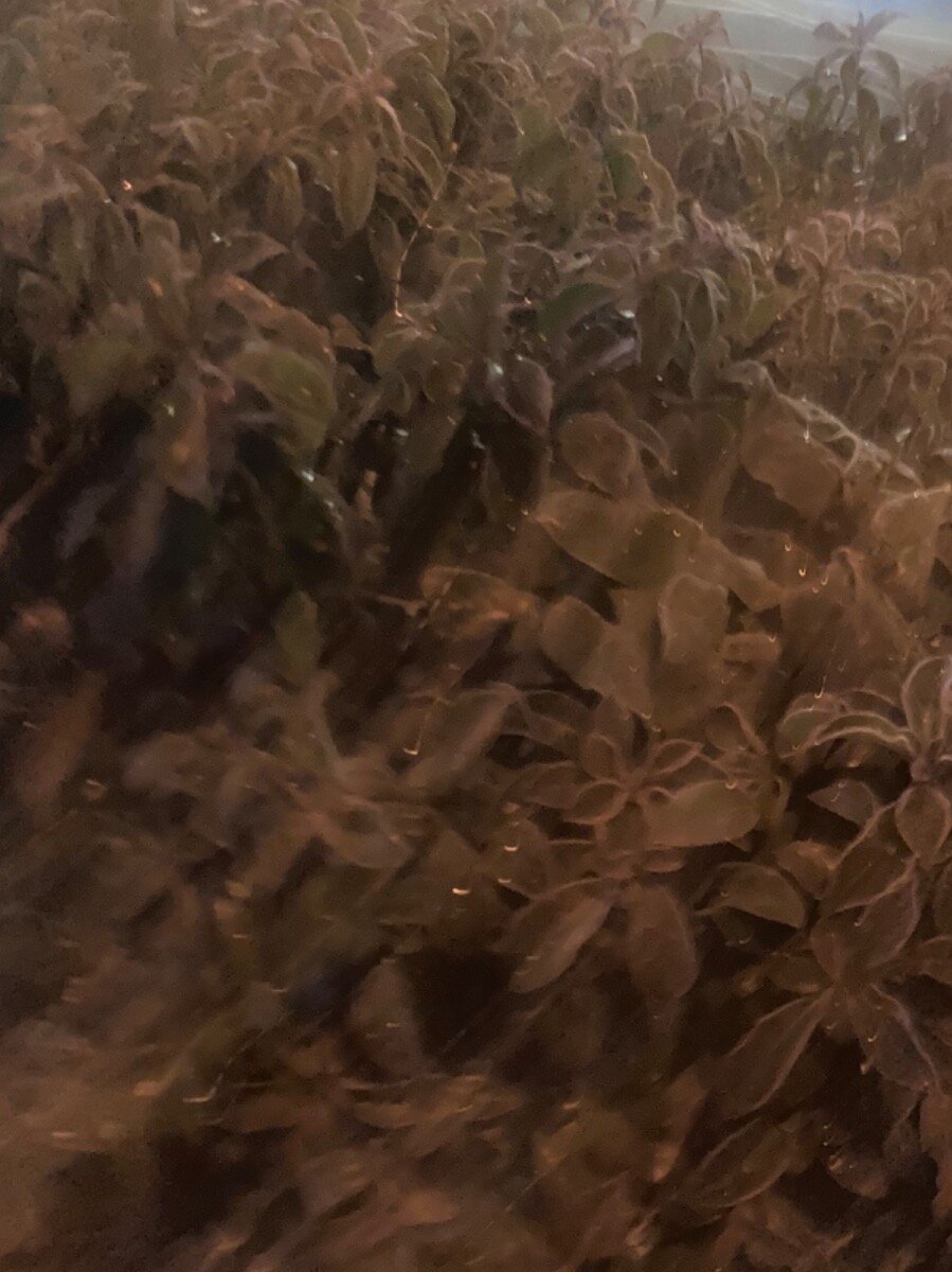 c98738a88170d503d56c236201da77ec1c8a72f4.png