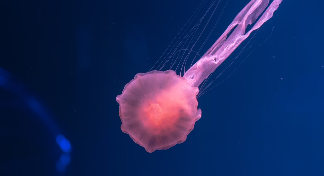d87f385b6dd93d453014ef9fef05d0b67efcb6a0.png