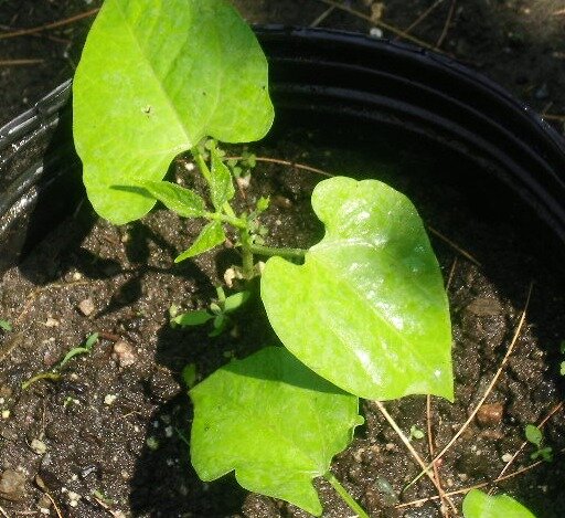 efae18d93ba95b2c9d6685c72af4eaae9bbb290d.png