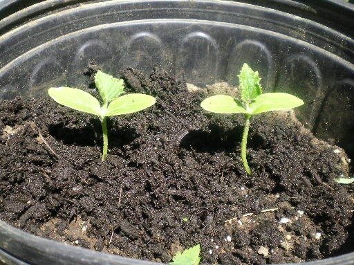 f4bdf15bcdfe681841cd893642fd8c0e484e677b.png