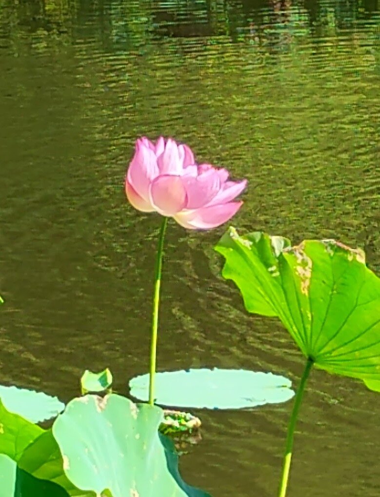 2b03c11b3353cd804e34225c5b42fedef49aa8e0.png
