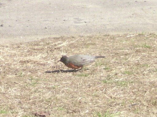 2688e6f0b4f34304a7f8a21086ff72aa36d5cbd0.png