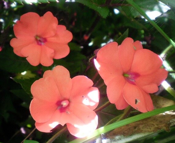 ff38bfd63243e288ef592b27f6558f12aa05de08.png